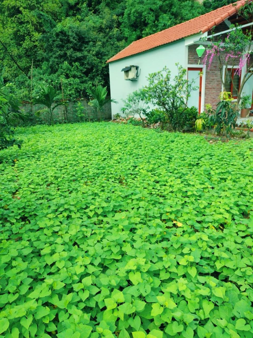 Trang An Natural Mountainside Homestay Ninh Binh Exterior foto